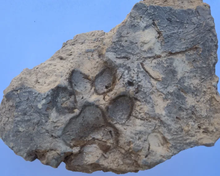 Tavşanlı Höyük’te 4 bin yıllık pati izleri bulundu